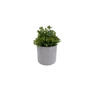 Clover Succulent