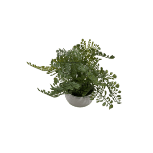 Fernando Succulent