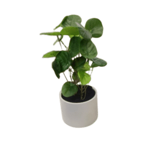 Griff Plant