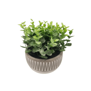 Arnie Succulent